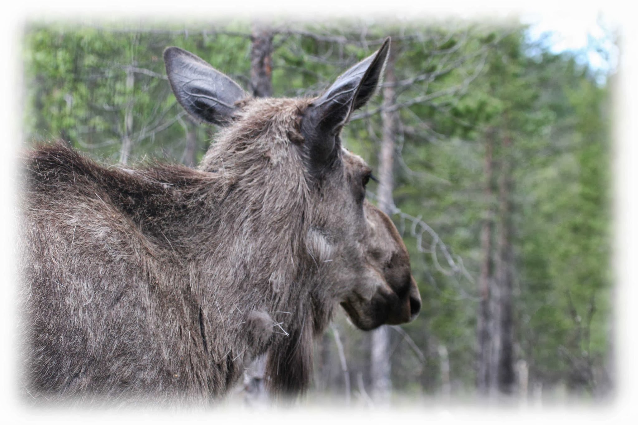 Naturcamping Lagom (Uddhedsängen, Gräsmark)